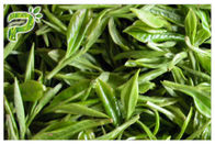 CAS 989 51 5 Egcg chiết xuất lá trà xanh, trà xanh bổ sung để giảm cân