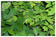 Điều trị ho bổ sung thảo dược nguyên chất Chiết xuất từ ​​lá Ivy Hedera Helix Hederacoside 10%